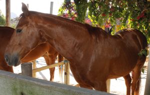 Fazendinha Cavalo Hipica